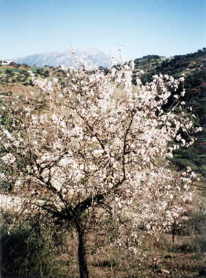 Almonds in flower