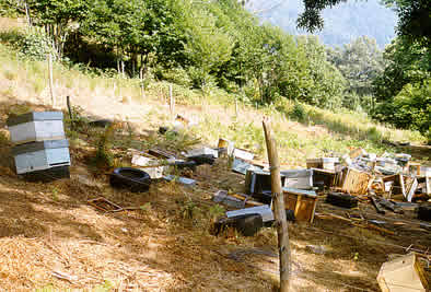 Bear damage to an apiary by the 