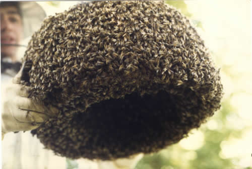 A skep covered in bees
