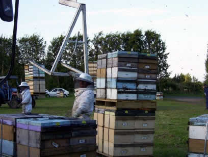 Photo: beekeeping NZ style