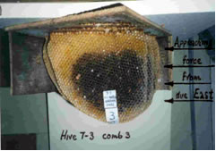 Hive 7-3 comb 3