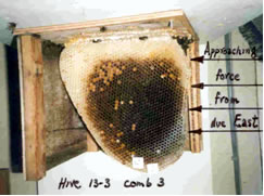 Hive 13-3 comb 3