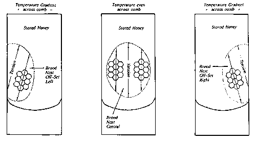 Bees re-orientated their cell construction to the alignment of the revised direction of tension