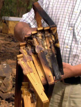 Hives damaged in forest fire