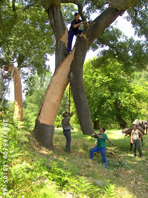 Cork harvest