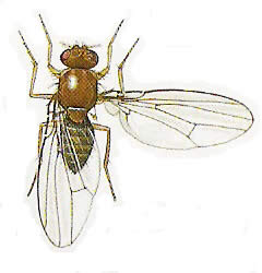 Drosophila Funebris