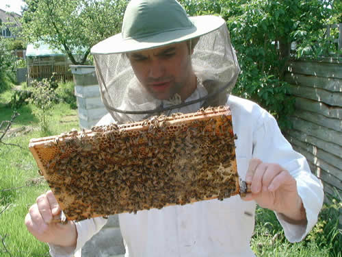 Catford beekeepers Greg Boon