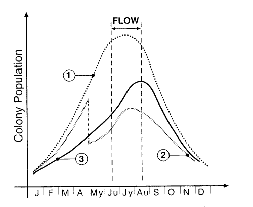 Colony population graphs