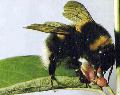 A Bumble Bee