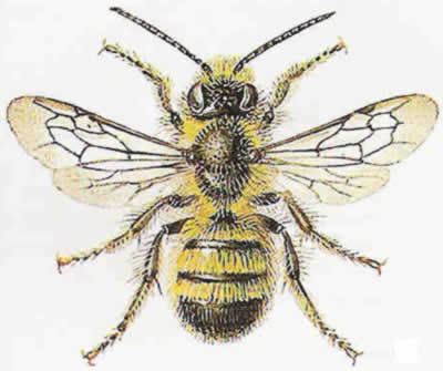 Osmia Rufa