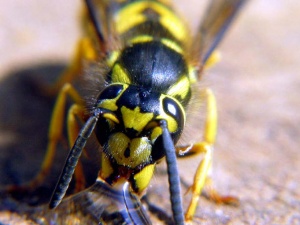 Wasp