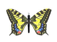 Swallowtail butterfly