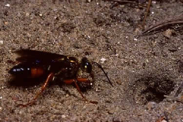 A Digger wasp at work