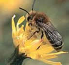 A Colletes bee