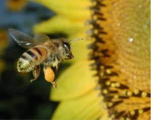 Pollen loaded honeybee