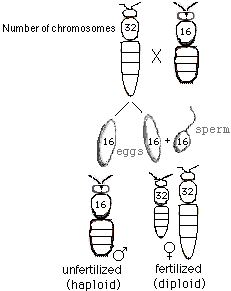 The number of chromosomes in bees
