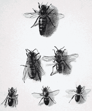 Work by Bee Artist Andrew Tyzack