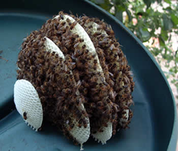 Wild bees on combs