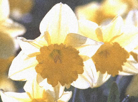Spring Daffodills copyright Greg Boon
