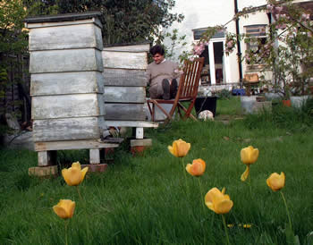 Greg's Catford Apiary