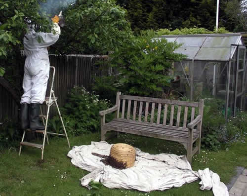 Peter Bashford collecting a swarm