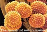 Pollen grains