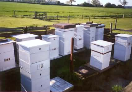 GM Hives